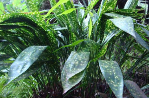 Zongzi leaves Chequer-shaped indocalamus leaves