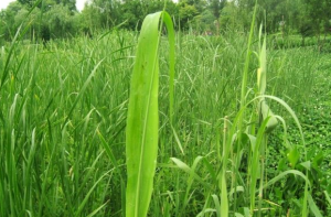 Zongzi Reed leaves